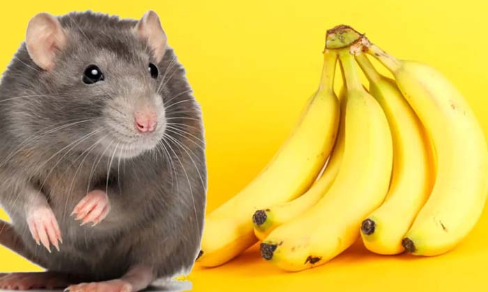  Rats Scared To Look At A Banana , Rats, Fear, Viral Latest, News Viral, Social-TeluguStop.com