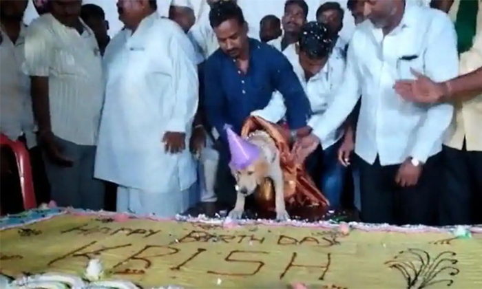  Viral Video Pet Dog Grand Birthday Celebrations With 100kg Cake 4000 Guests In B-TeluguStop.com