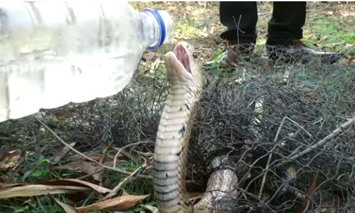  The Man Who Saved King Cobra The Video Went Viral , King Kobra, Viral Latest-TeluguStop.com