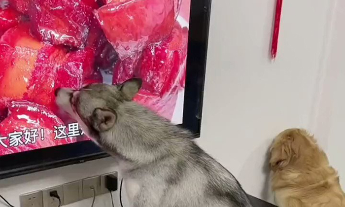 Viral Video Seeing Meat On Tv Dog Started Licking Funny Video Details, Tv, Tempt Viral Video Seeing Meat On Tv Dog Started Licking Funny Video Details, Tv, Tempt-TeluguStop.com