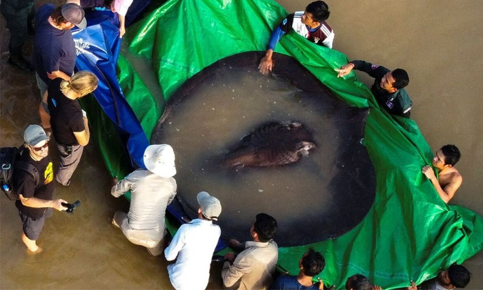  World Largest Fish Found In Cambodia Mekong River Details, Rate Fish, 13feets, V-TeluguStop.com
