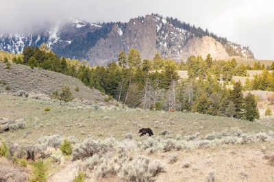 2nd Tourist Gored By Bull Bison In A Week At Yellowstone National Park 2nd Tourist Gored By Bull Bison In A Week At Yellowstone National Park-TeluguStop.com