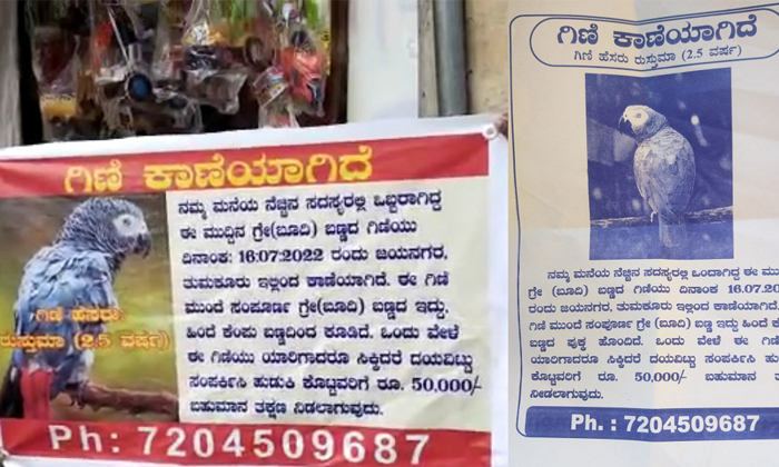  50k Reward For Those Who Found Missing Parrot In Karnataka Tumukuru Details, Par-TeluguStop.com