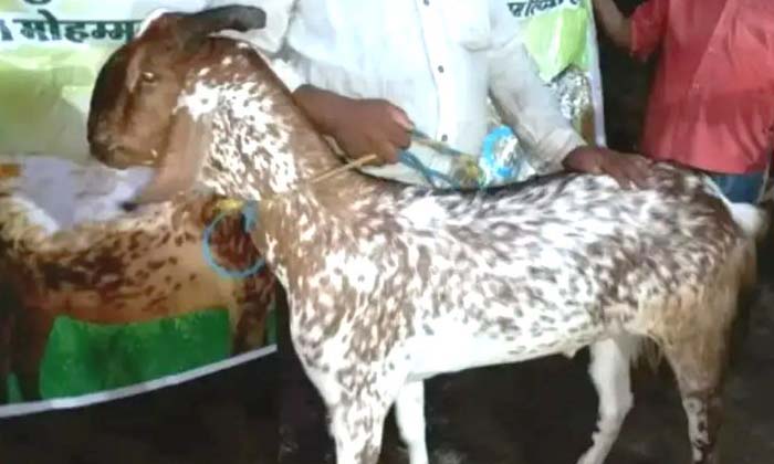 Telugu Lakhs, Goat, Madhyapradesh, Latest, Wahid Hussain-Latest News - Telugu