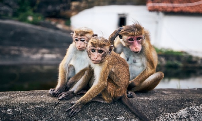  Baby Dies After Being Thrown Off Third Floor By Monkey At Up, Monkey Crime, Mon-TeluguStop.com