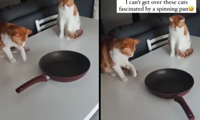  Cats Playing Funny With The Bowl , Pan , Kids Playing, Viral Latest, News Viral-TeluguStop.com
