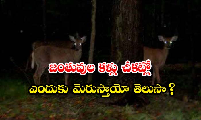 జంతువుల కళ్లు చీకట్లో ఎందుకు మెరుస్తాయో తెలుసా... | Do You Know Why