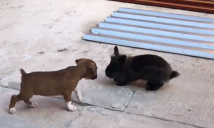  A Puppy Imitating A Rabbit Video Viral Dog, Rabbit, Viral Latest, News Viral, So-TeluguStop.com