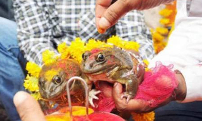 Telugu Divorce, Frog, Marrege, Traditional, Latest-Latest News - Telugu