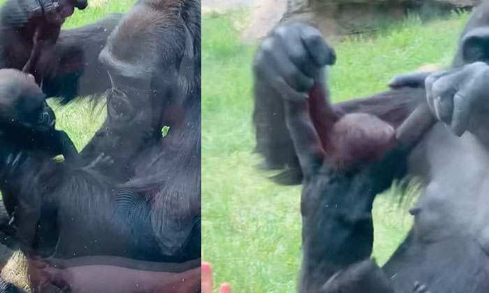  A Gorilla's Motherly Love Is Just Like A Man's , Gorrila, Like ,man, Mother's Lo-TeluguStop.com