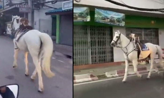  A Dog Riding A Horse Viral Video Horse , Riding, Dog, Viral Latest, News Viral,-TeluguStop.com