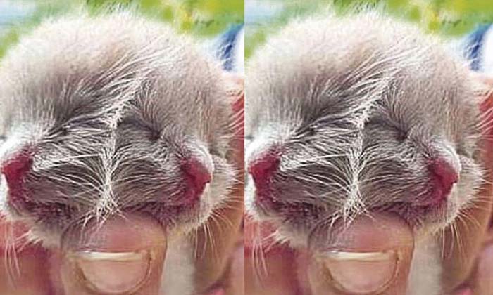  Look At This Cat With Two Heads  How Strange! , 2 Head S Cat , Viral Latest , Ne-TeluguStop.com
