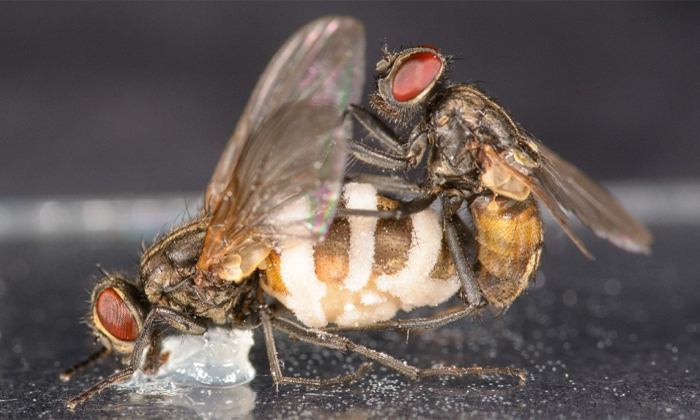 Male Flies Mating With Dead Female Flies Details, Men, Women, Viral Latest, News Male Flies Mating With Dead Female Flies Details, Men, Women, Viral Latest, News-TeluguStop.com