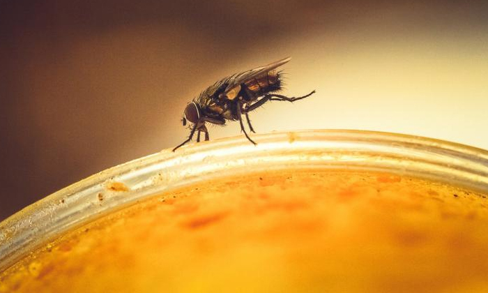 Telugu Female, Fungus, Male, Necrophelia, Copenhagen-Latest News - Telugu Telugu Female, Fungus, Male, Necrophelia, Copenhagen-Latest News - Telugu