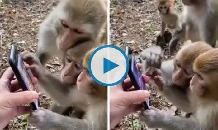  A Smartphone In The Hand Of A Monkey Video Viral On Social Media , Monkey, Smar-TeluguStop.com