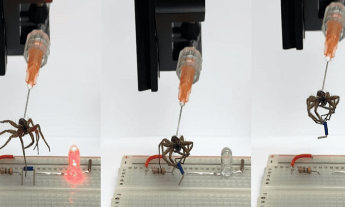  Necrobotics Now Become Good Experiments To Use Dead Spiders Ad Robots Necrobotic-TeluguStop.com