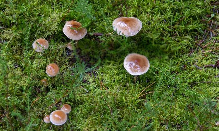  New Mushrooms In The Hills Of Scotland Scientists Are Surprised , Skotland, New-TeluguStop.com
