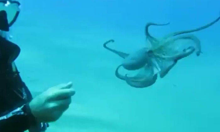  Octopus Playing With Scuba Diver, Octopus , Viral Latest, News Viral, Social Med-TeluguStop.com