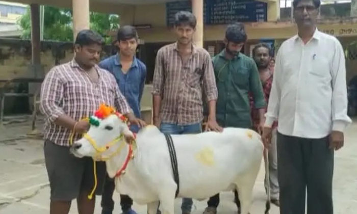  Punganur Cow, Which Fetched A Huge Price Punganaru Cow, Costly, Viral Latest, N-TeluguStop.com