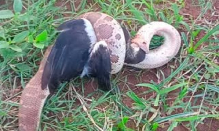  Python Swallowed Bird At Jharkhand , Bird And Snake Fighting, Pytthon Latest New-TeluguStop.com