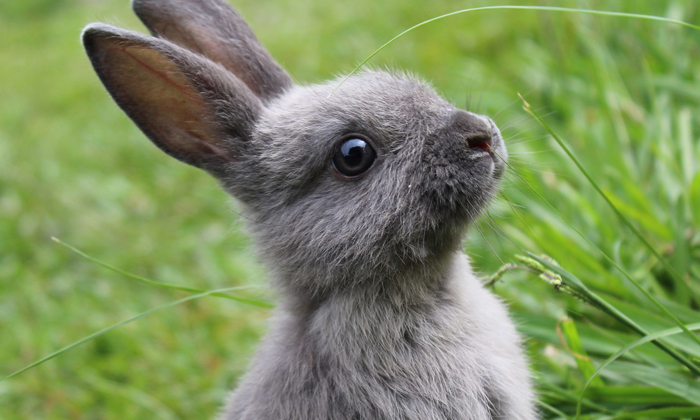  Do You Know Why Rabbits Have Big Ears , Rabbit, Ears, Big, Viral Latest, News V-TeluguStop.com