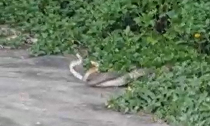  The Blur Of Two Snakes That Attracted The Viewers , Mandapeta , Snakes, Nv News-TeluguStop.com