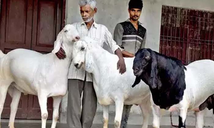  The Price Of That Goat Is Literally Rs.70 Lakhs , Goat, Viral Latest, News Vira-TeluguStop.com