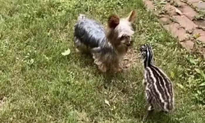  The Puppy Teasing The Bird Cute Video Viral , Bird , Viral Latest , News Viral-TeluguStop.com