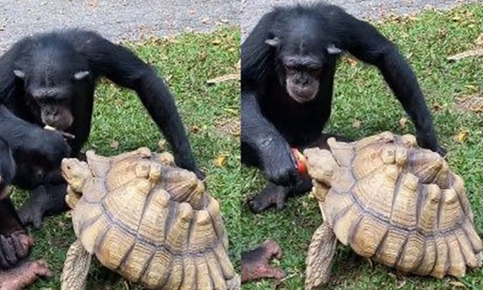  Chimpanzee Feeding A Hungry Turtle Tourists, Chinapnajee, Food Eating, Viral Soc-TeluguStop.com
