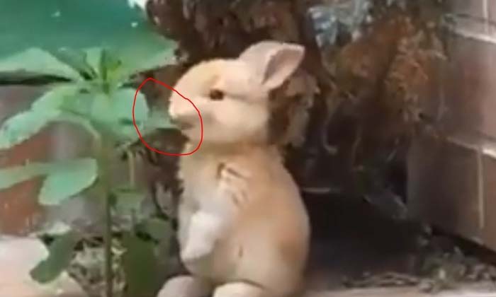  Viral Look At The Kissing Rabbit How Does It Eat Leaves , Rabbit, Eating, Vira-TeluguStop.com