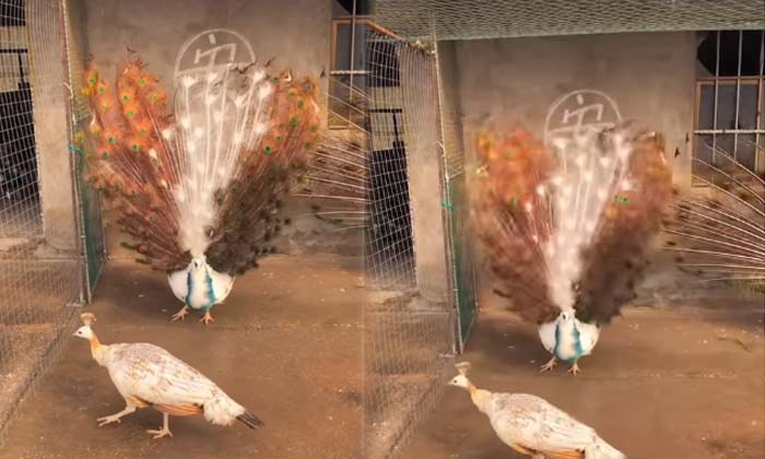 Viral Peacocks Dancing With Excitement Video Going Viral , Peacock, Dance, Vira Viral Peacocks Dancing With Excitement Video Going Viral , Peacock, Dance, Vira-TeluguStop.com