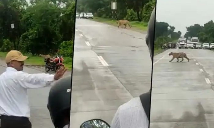  Viral Traffic Police Stop Cars As A Tiger Crosses The Highway, Viral, Traffic P-TeluguStop.com