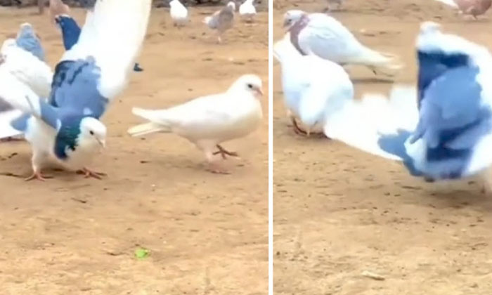  Viral: Pigeons Doing Back Flips To Humans Hats Off , Viral Latest, News Viral,-TeluguStop.com