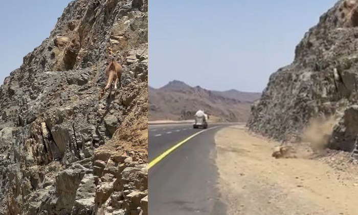  A Camel Slides From Mountain And Falls Down Viral Video Details, Hill, Fallen,-TeluguStop.com