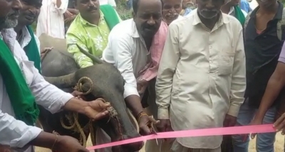  After Mp-mla Fail, K'taka Villagers Build Bus Shelter, Make Buffalo Chief Guest-TeluguStop.com