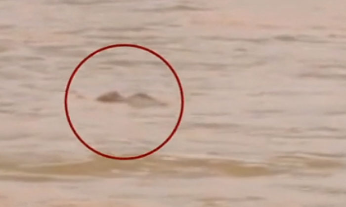  Baby Elephant Drowned In River Khaira In Odisha Baby Elephant, Khaira, Odisha, D-TeluguStop.com