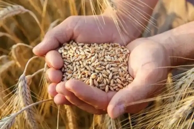  Canadian Wheat Area Rises To Highest Level In Decade-TeluguStop.com