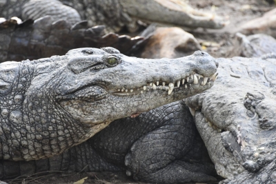  Crocodile Rescued From Up's Firozabad-TeluguStop.com