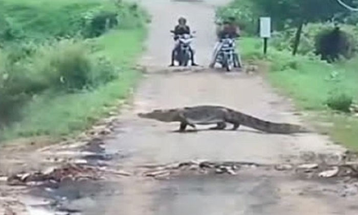  Giant Crocodile Crossing The Road In Vadodara Crocodile , Vadodara, Road-TeluguStop.com