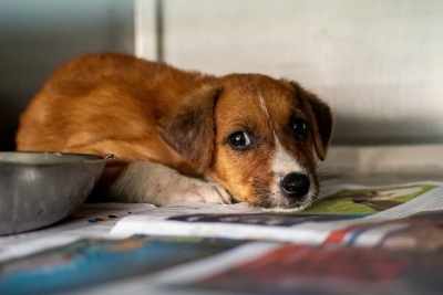  Delhi: Angry Over Dog's Barking, Man Assaults Pet, Its Owner & 2 Others (ld)-TeluguStop.com