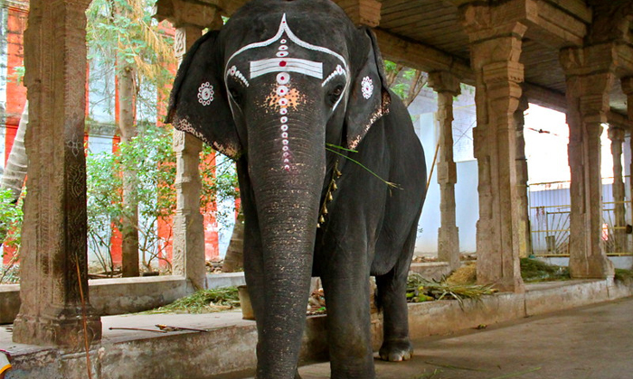  Devotees Donated Sandals At The Nellai Temple Elephant Details, Elephant Sandals-TeluguStop.com