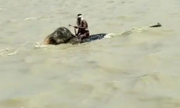  Want To See Real Baahubali, Not On Reel, Elephant, Gnaga River , Bihar, Viral, R-TeluguStop.com