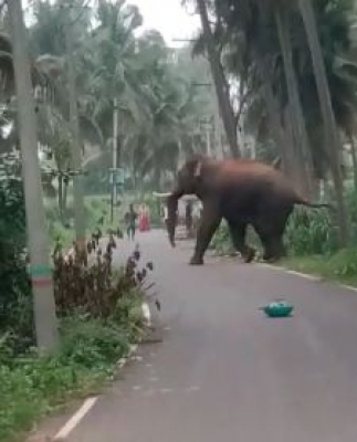  Elephant Menace Haunts K'taka Dist, People Slam Forest Officials-TeluguStop.com