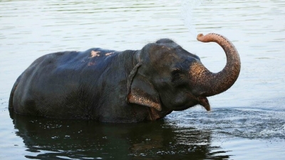  Elephants Of Madurai Temples Have Swimming Pools Now-TeluguStop.com