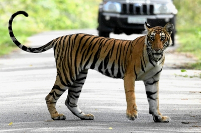  Farmer Injured In Tiger Attack In Up's Lakhimpur-TeluguStop.com