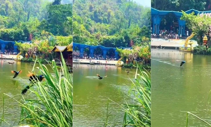  Flying Competition For Peacocks Across A River Video Viral Details, Peacock,danc-TeluguStop.com