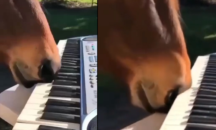  Horse Playing Piano Viral Video Details, Horse, Music, Viral Latest, News Viral,-TeluguStop.com