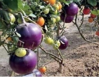  It's A Pomato! Scientists Grow Potato And Tomato In One Plant-TeluguStop.com