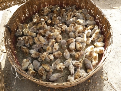  Killing Of Chicks Gone Up Alarmingly: Peta-TeluguStop.com