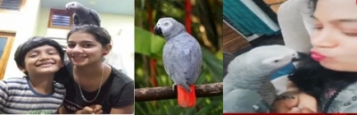  K'taka Family Announces Reward Of Rs 50k For Finding Missing Parrot-TeluguStop.com
